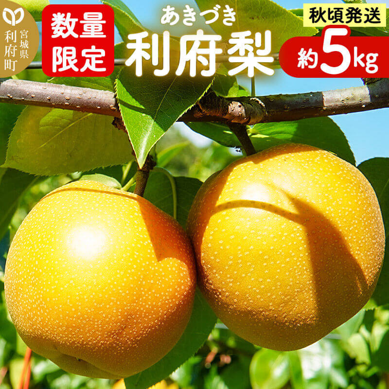 梨 数量限定 利府梨(あきづき)約5kg(10玉前後)先行受付
