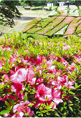 色鮮やかな花々